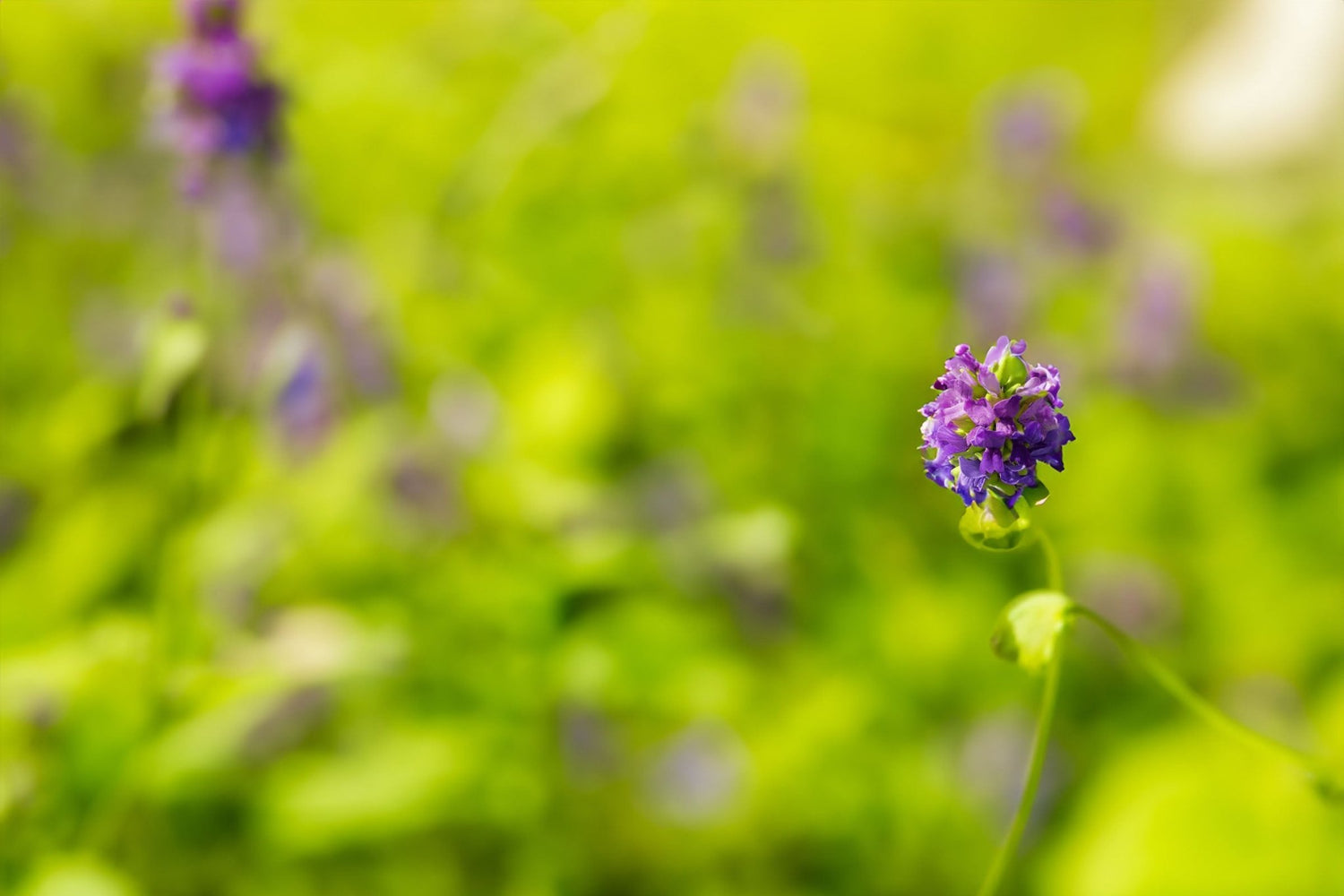 Bakuchiol : L'Alternative Naturelle au Rétinol pour une Peau Rayonnante - Oh my Mirae